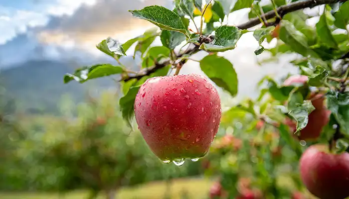 A red apple with water droplets on it is hanging from the tree free HD photo