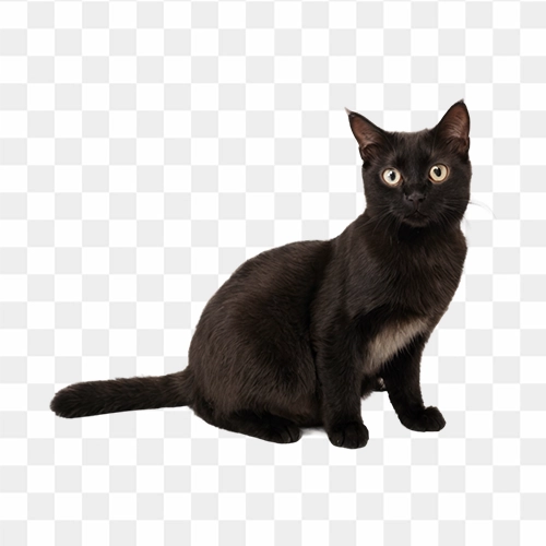Black cat with yellow eye free HD png image
