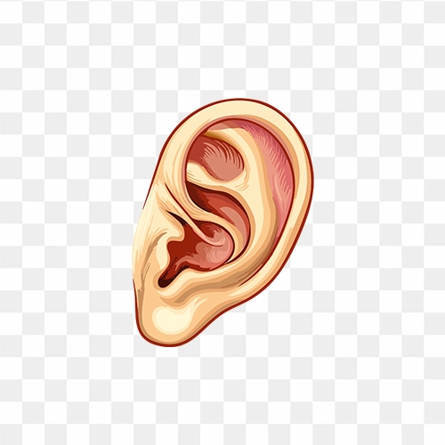 Ear Illustration Free Transparent PNG Images