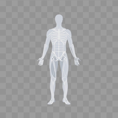 Free Human Anatomy PNG Image
