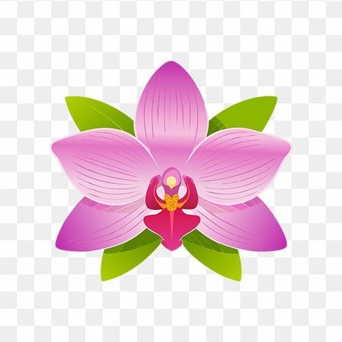 Orchid flower clipart download free PNG images