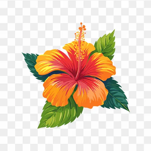 Vibrant sunset hibiscus flower isolated on transparent background