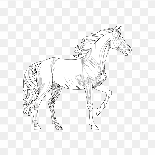 White Horse Line Art Free Transparent PNG Images