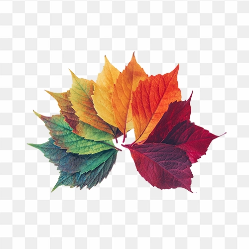 Colourful leaf free png image download