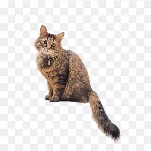 cat transparent background