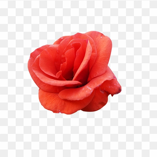 Rose flower transparent png free download