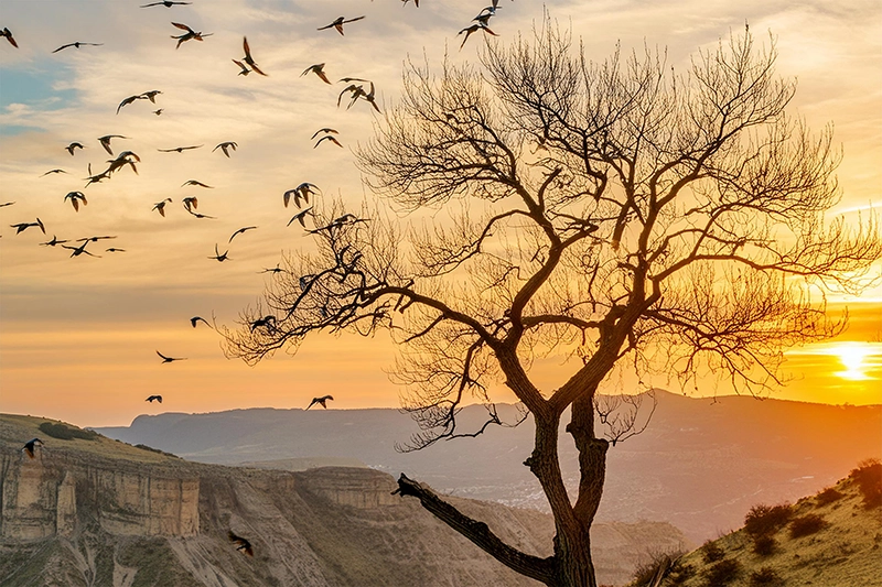 Flock of Birds Flying over Bare Tree Overlooking Sunset