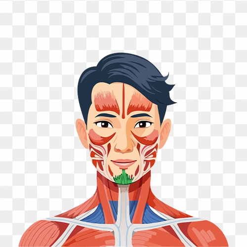 transparent Human Face Anatomy